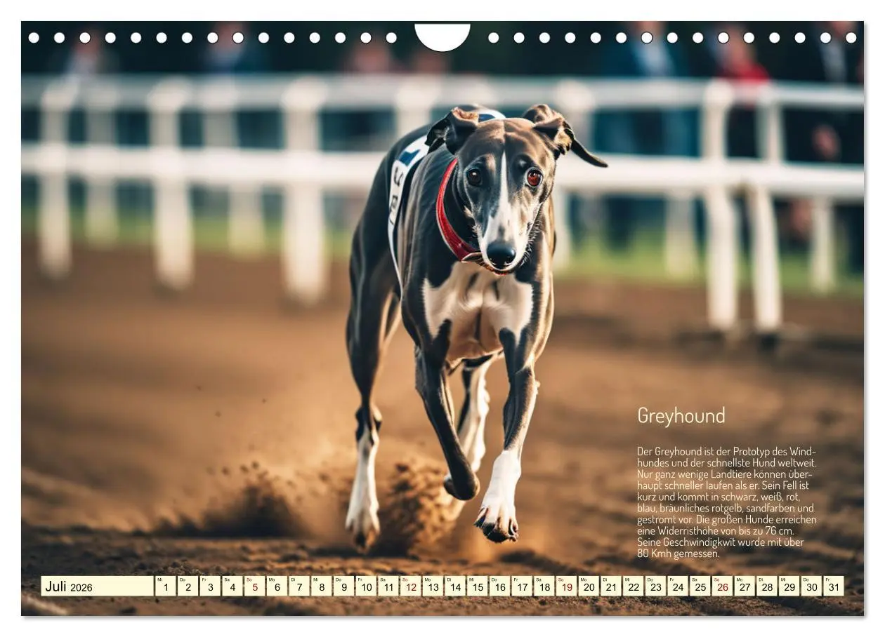 Bild: 9783457322444 | Windhunde im Portrait (Wandkalender 2026 DIN A4 quer), CALVENDO...