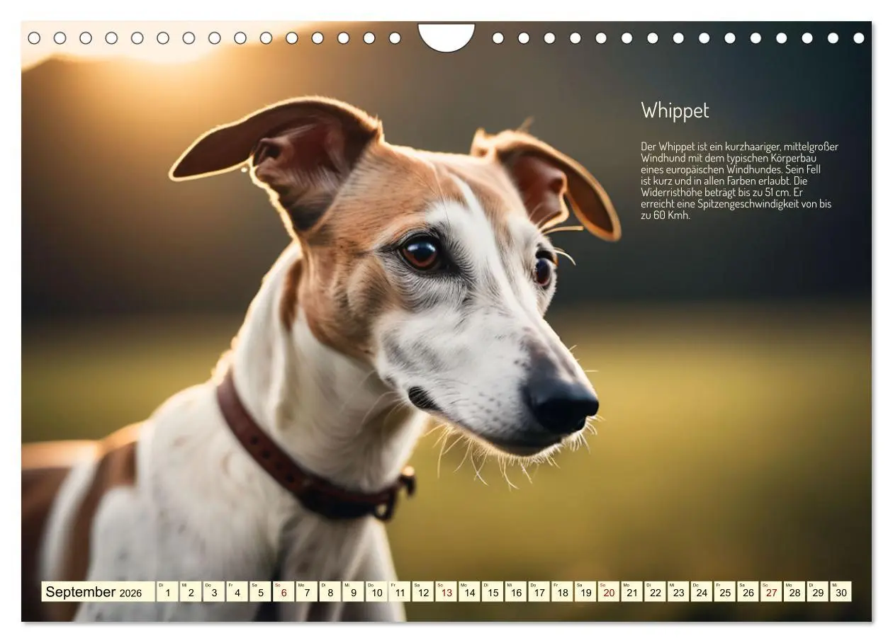 Bild: 9783457322444 | Windhunde im Portrait (Wandkalender 2026 DIN A4 quer), CALVENDO...