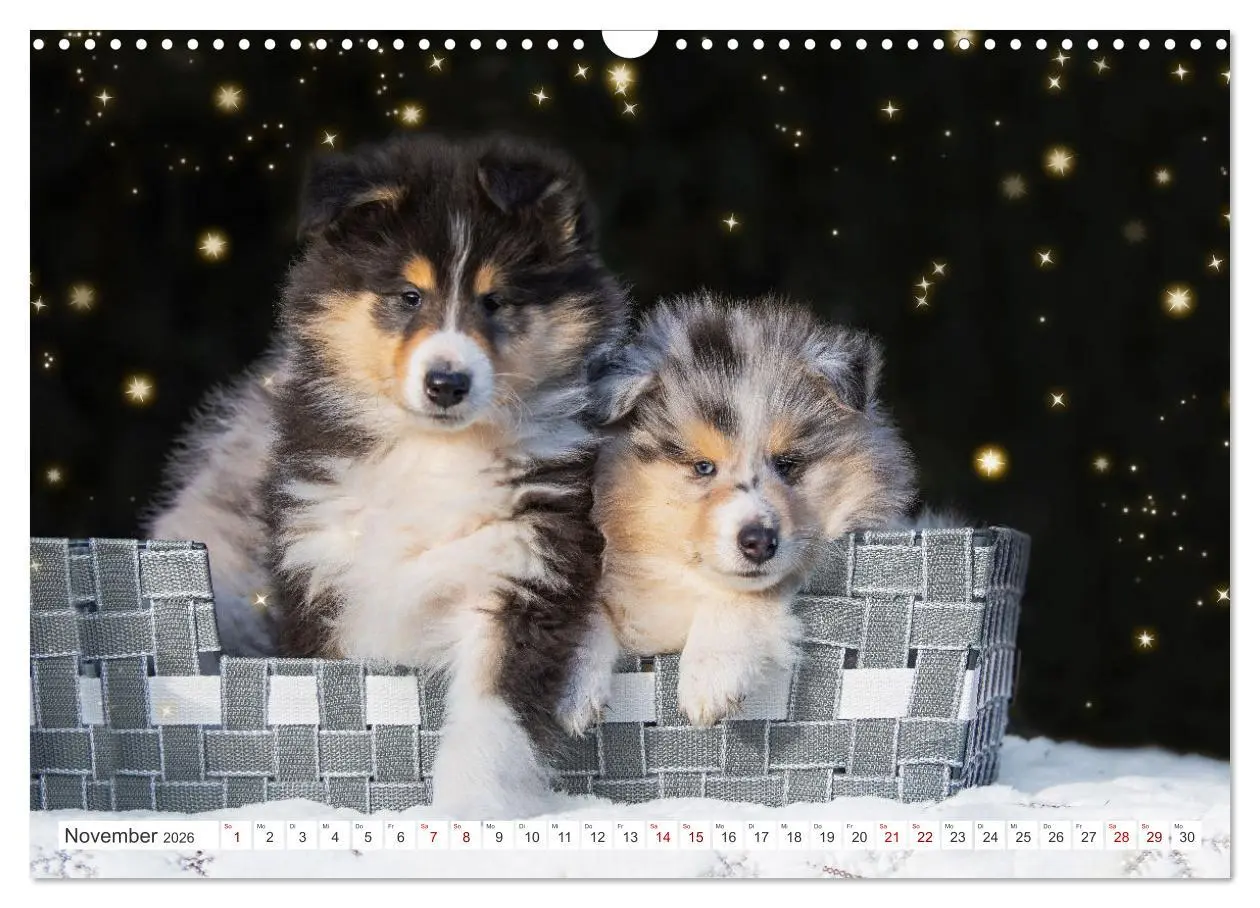Bild: 9783457482544 | Collies - die schönsten Hunde der Welt (Wandkalender 2026 DIN A3...