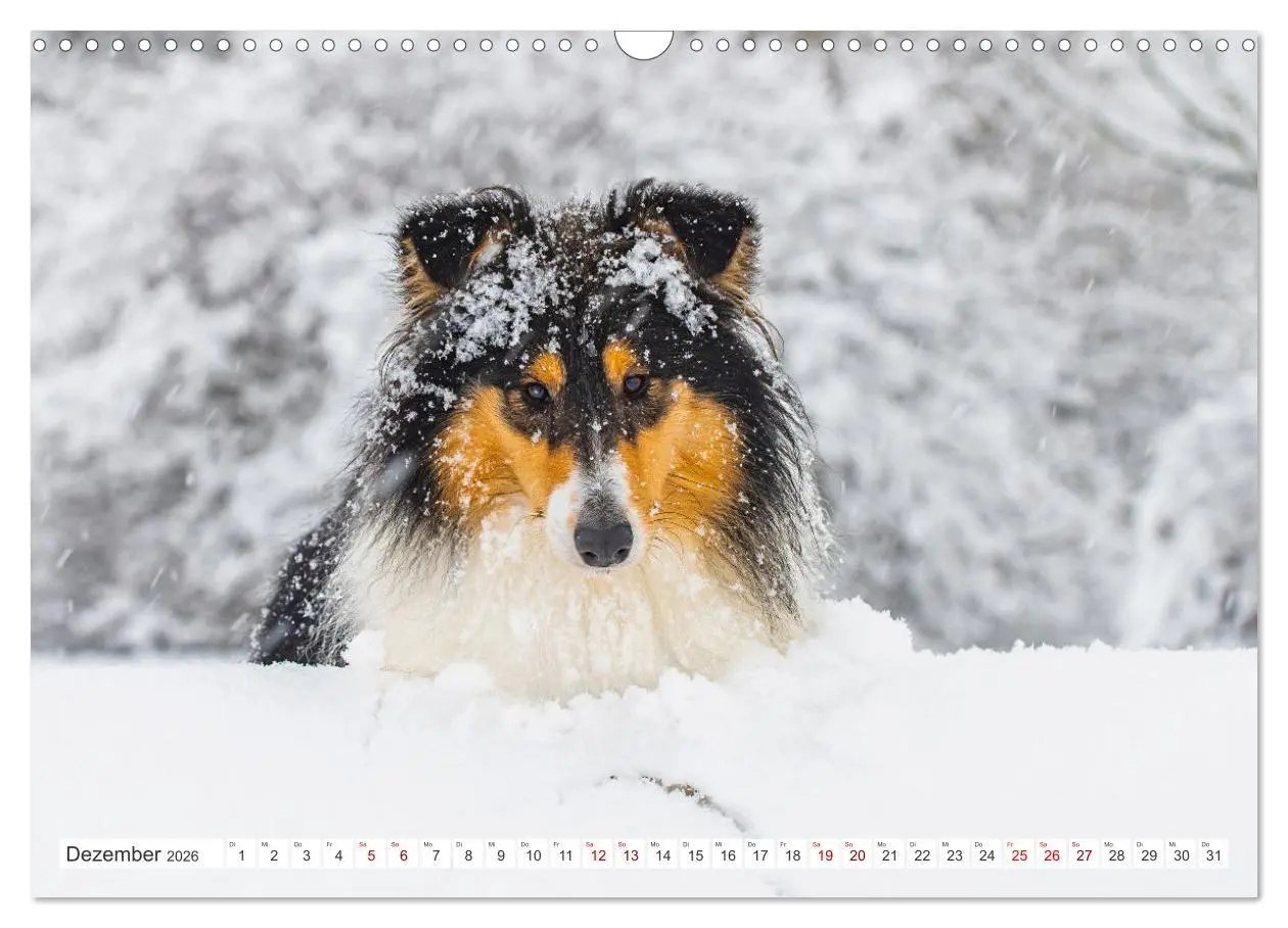 Bild: 9783457482544 | Collies - die schönsten Hunde der Welt (Wandkalender 2026 DIN A3...
