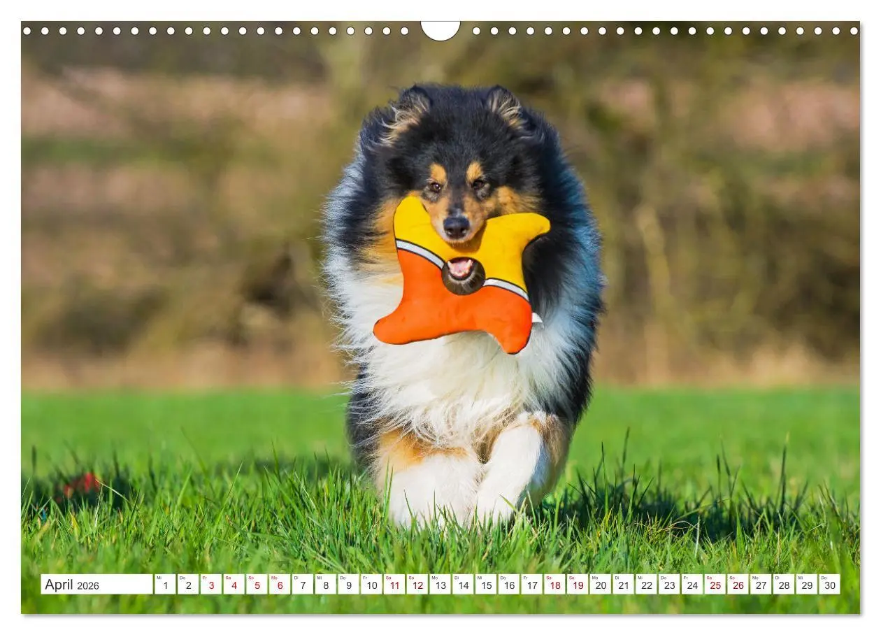 Bild: 9783457482544 | Collies - die schönsten Hunde der Welt (Wandkalender 2026 DIN A3...