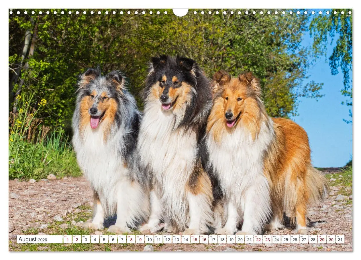 Bild: 9783457482544 | Collies - die schönsten Hunde der Welt (Wandkalender 2026 DIN A3...