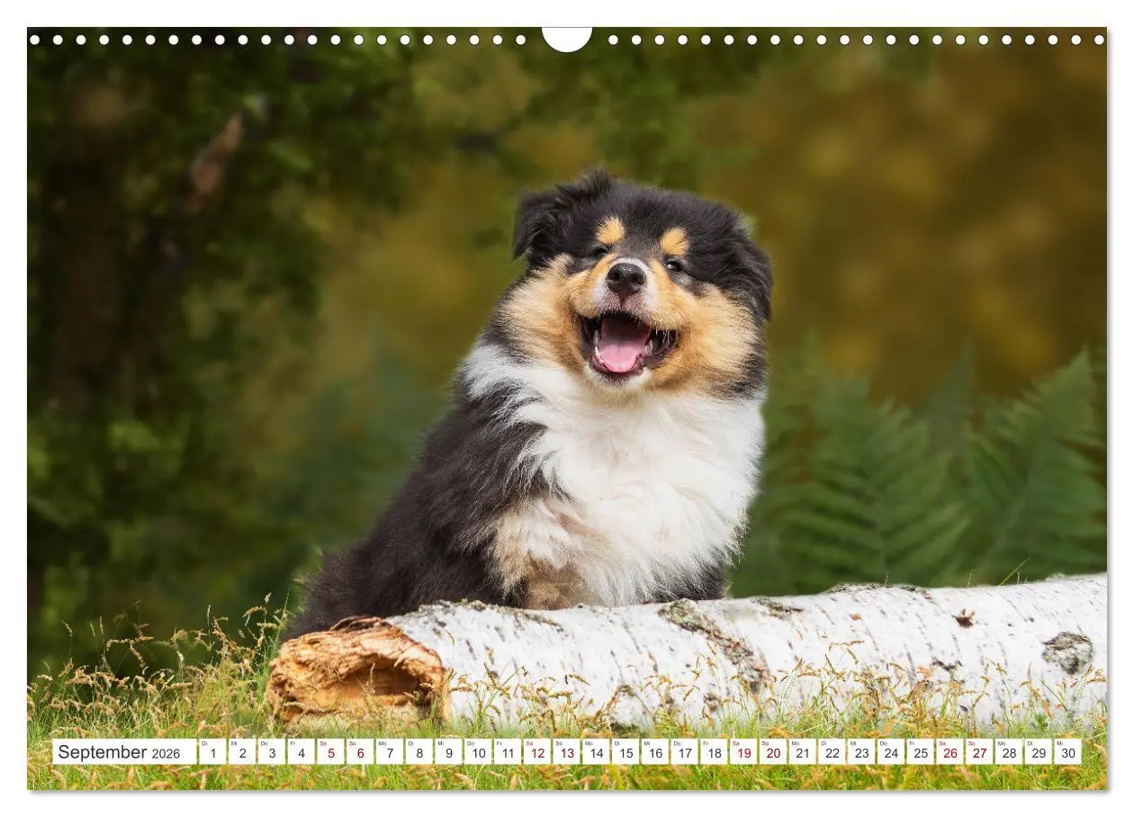 Bild: 9783457482544 | Collies - die schönsten Hunde der Welt (Wandkalender 2026 DIN A3...