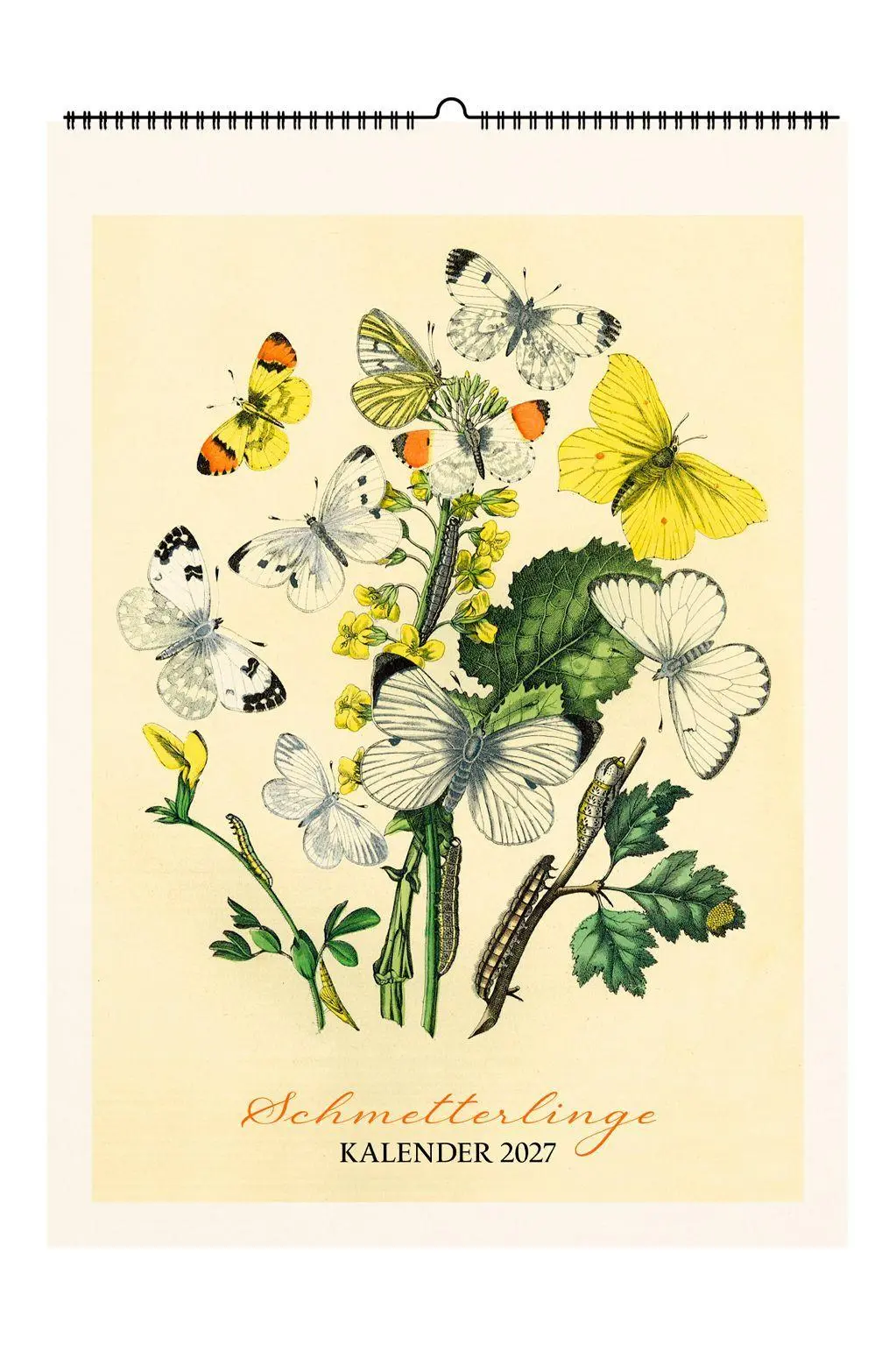Cover: 9783968492544 | Schmetterlinge. Wandkalender 2027 | Carl Friedrich Wilhelm Berge