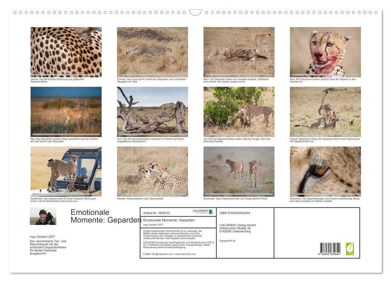 Bild: 9783435832644 | Emotionale Momente: Geparden (Wandkalender 2025 DIN A2 quer),...