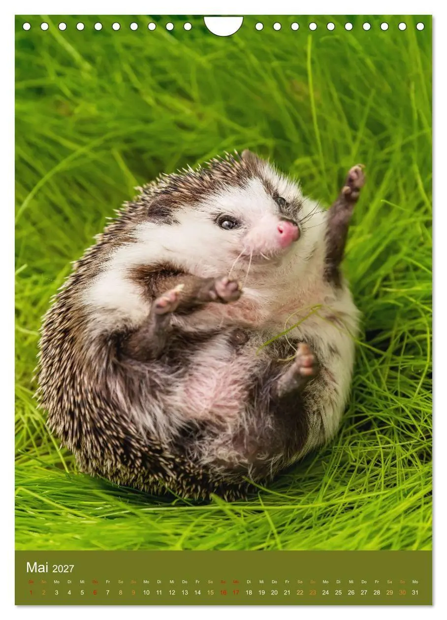Bild: 9783569332744 | Gilbert der Igel (Wandkalender 2027 DIN A4 hoch), CALVENDO...