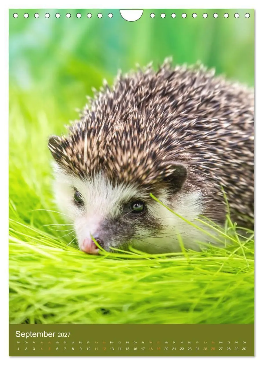 Bild: 9783569332744 | Gilbert der Igel (Wandkalender 2027 DIN A4 hoch), CALVENDO...