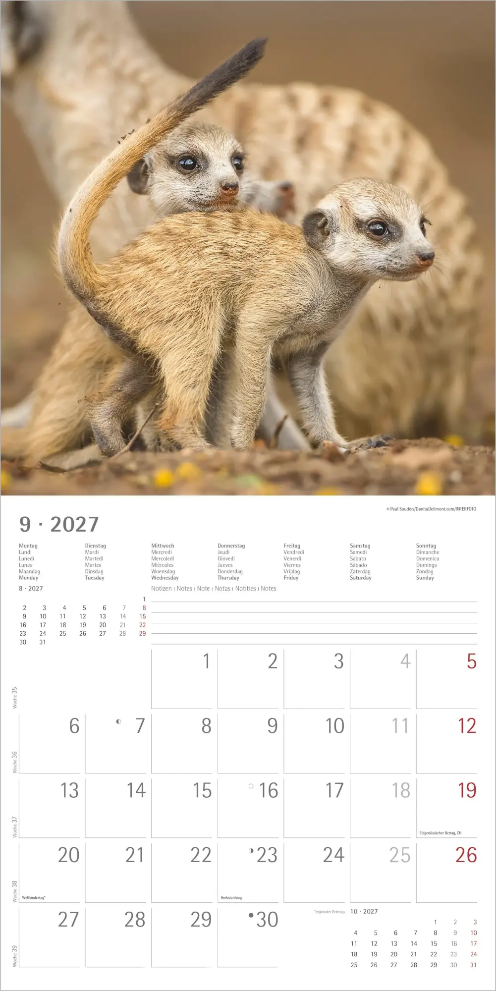 Bild: 4069095012844 | Erdmännchen 2027 | Neumann Verlage GmbH &amp; Co KG | Kalender | 14 S.