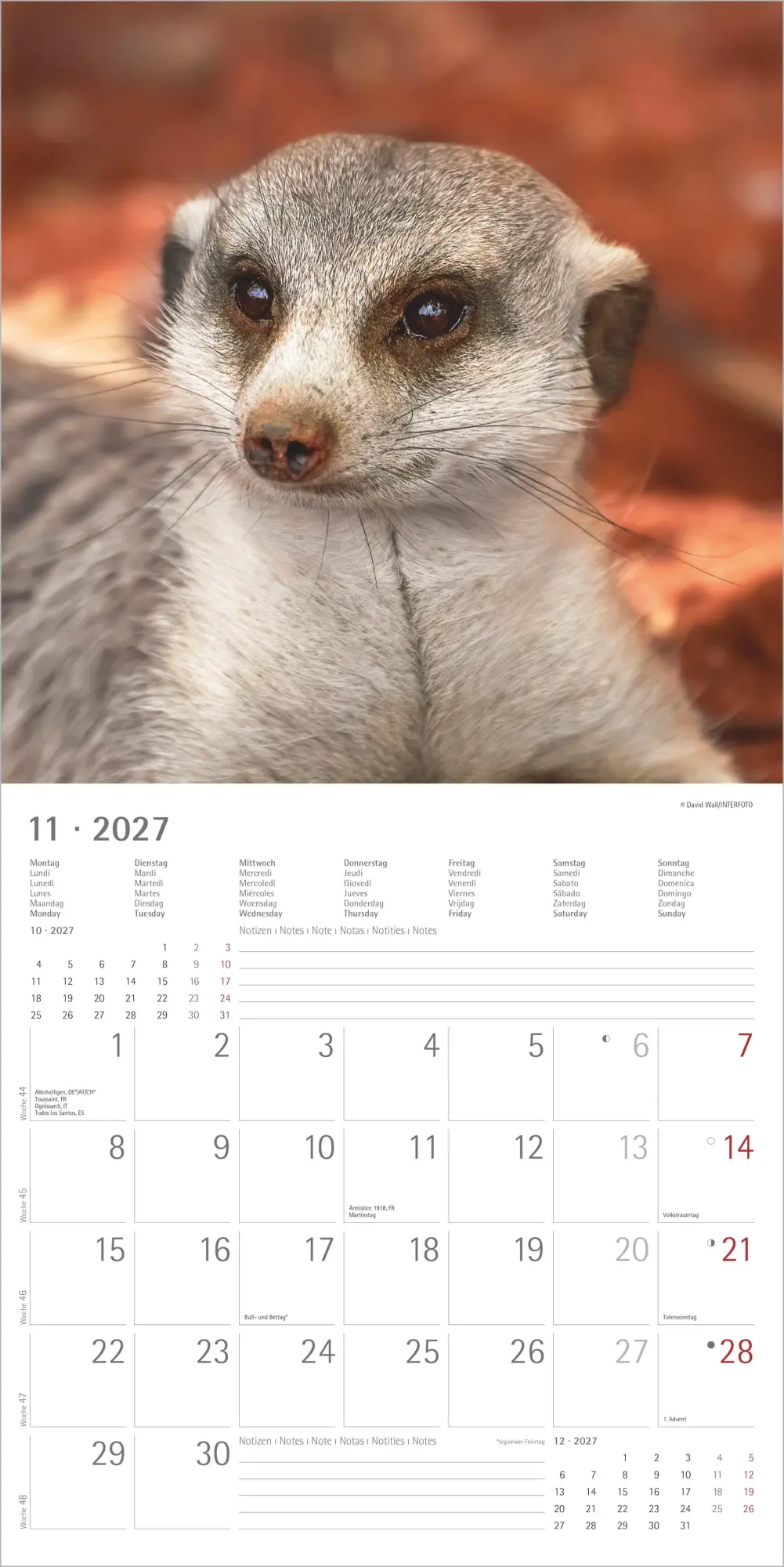 Bild: 4069095012844 | Erdmännchen 2027 | Neumann Verlage GmbH &amp; Co KG | Kalender | 14 S.