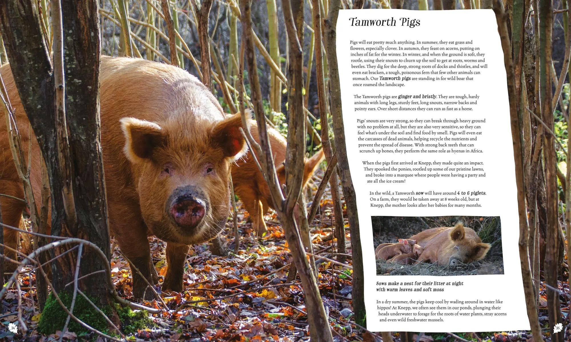 Bild: 9781529092844 | Wilding: How to Bring Wildlife Back - an Illustrated Guide | Tree