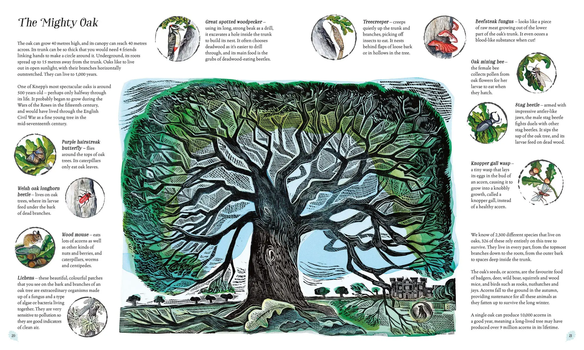 Bild: 9781529092844 | Wilding: How to Bring Wildlife Back - an Illustrated Guide | Tree