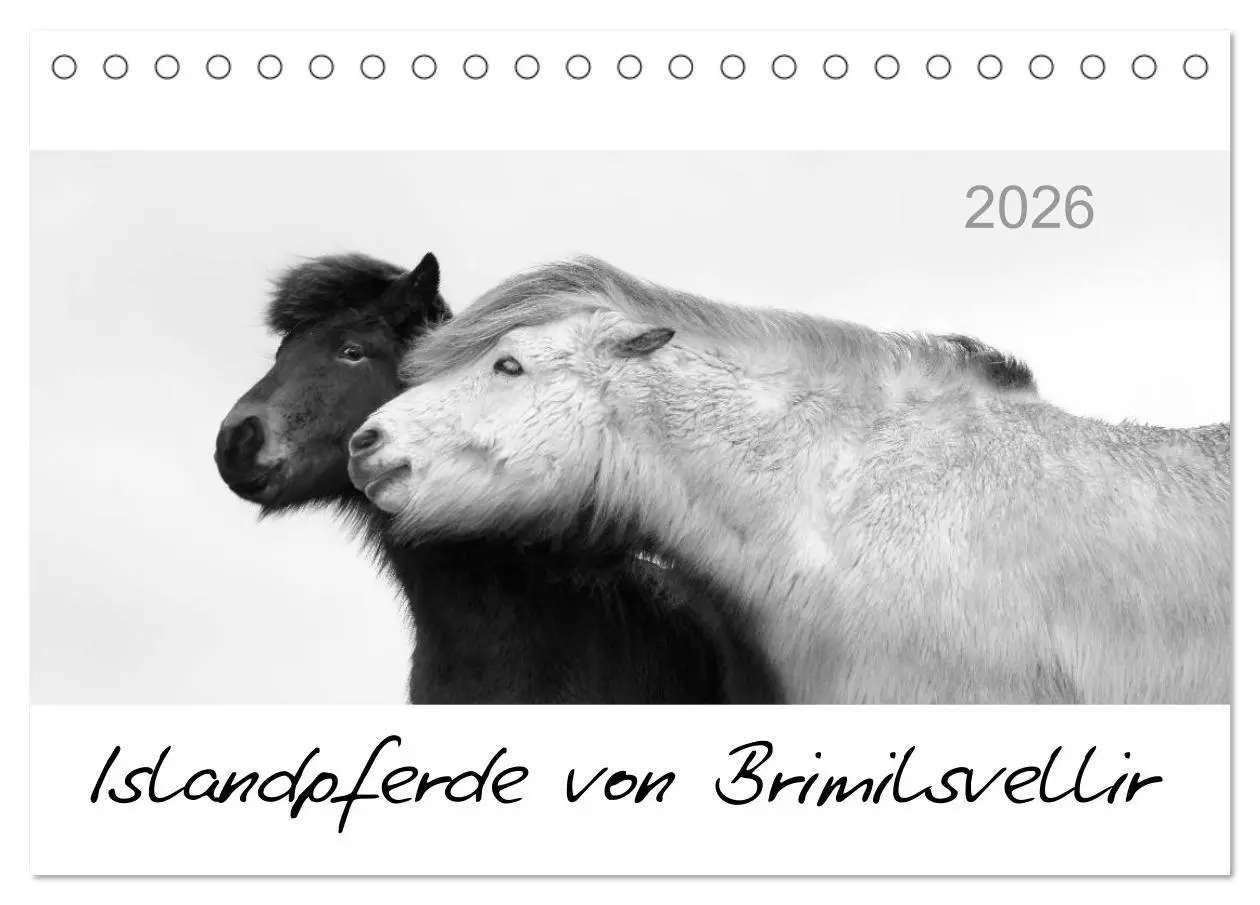 Cover: 9783516162844 | Islandpferde von Brimilsvellir (Tischkalender 2026 DIN A5 quer),...