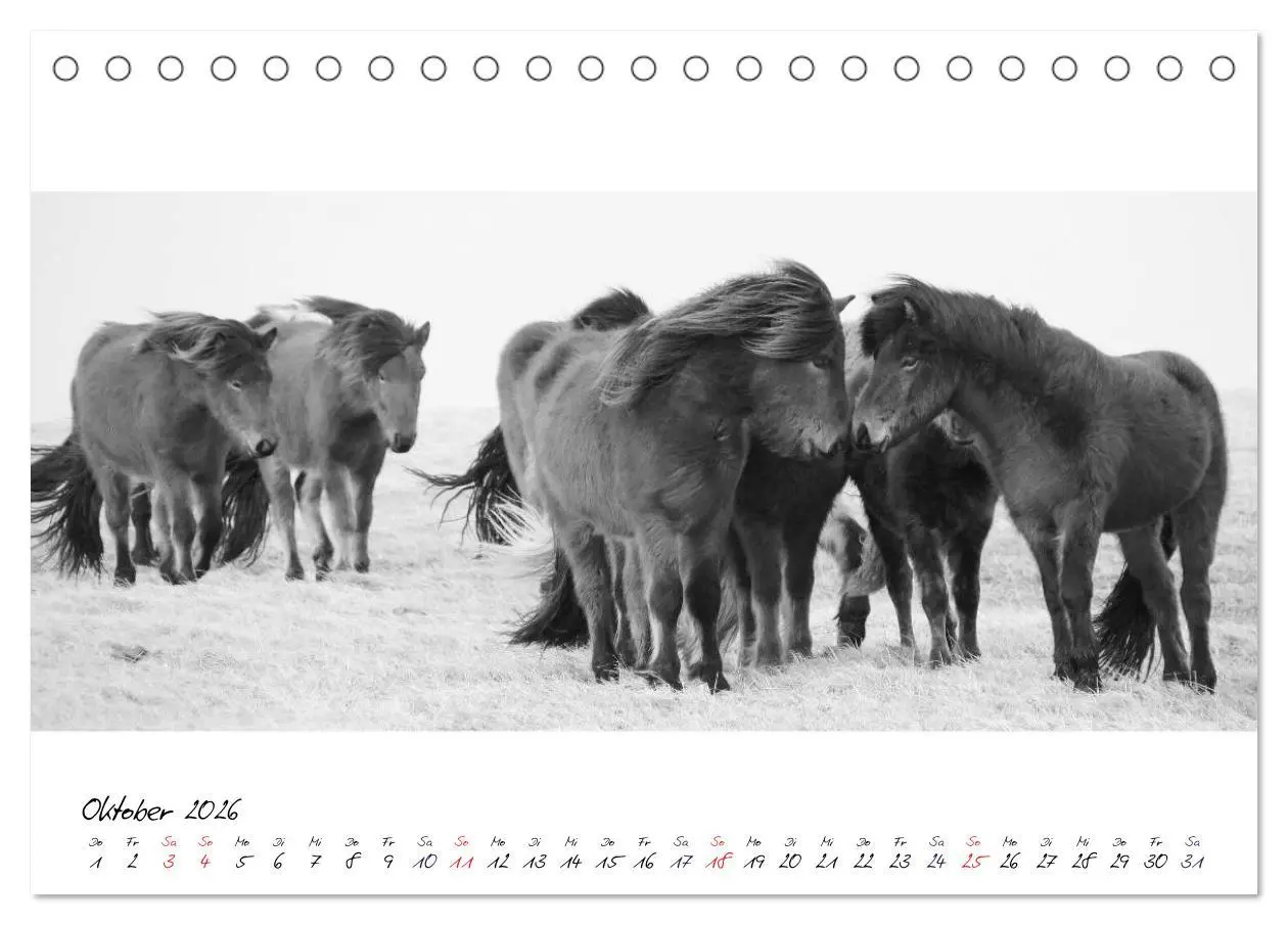 Bild: 9783516162844 | Islandpferde von Brimilsvellir (Tischkalender 2026 DIN A5 quer),...