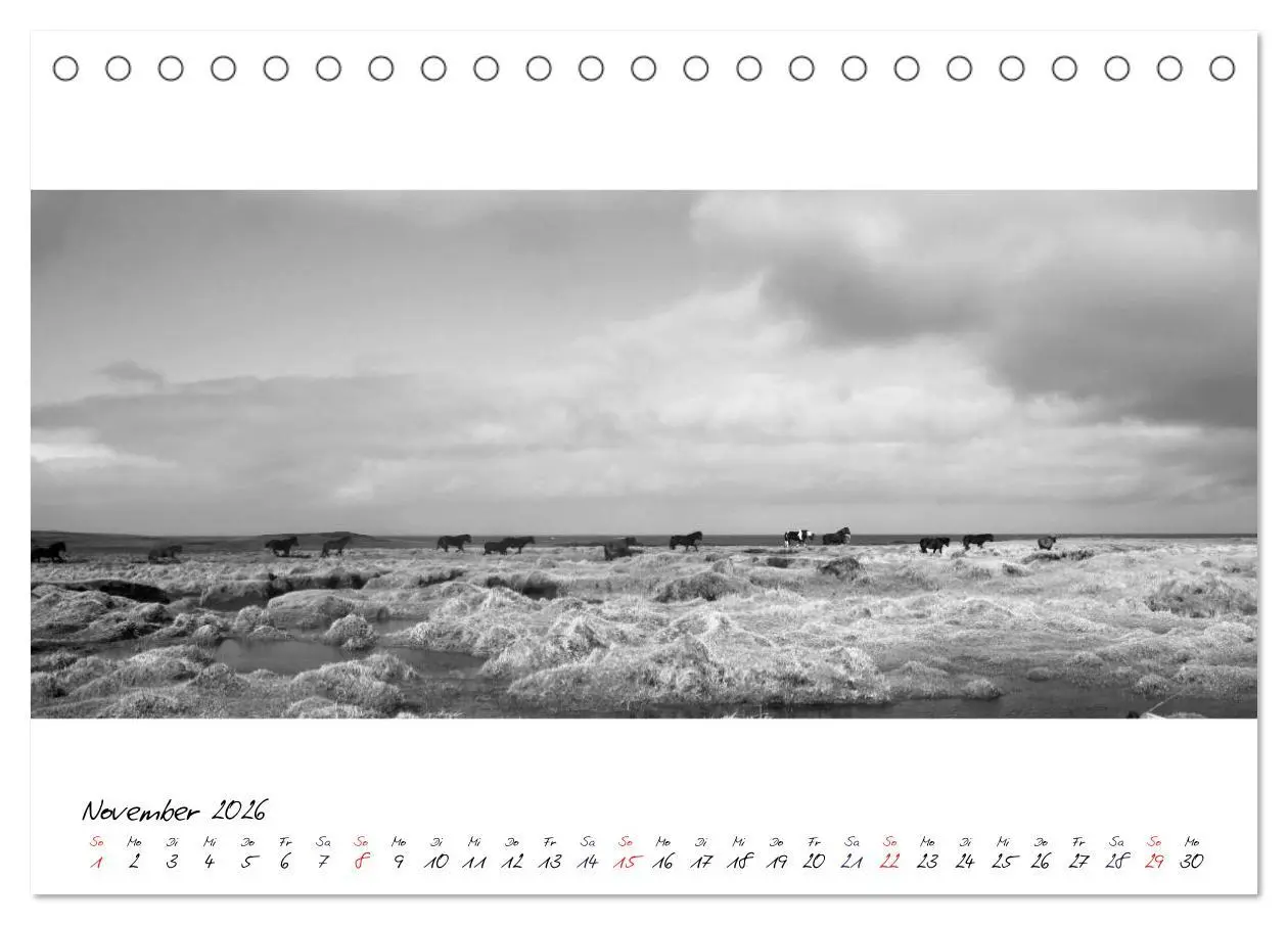 Bild: 9783516162844 | Islandpferde von Brimilsvellir (Tischkalender 2026 DIN A5 quer),...