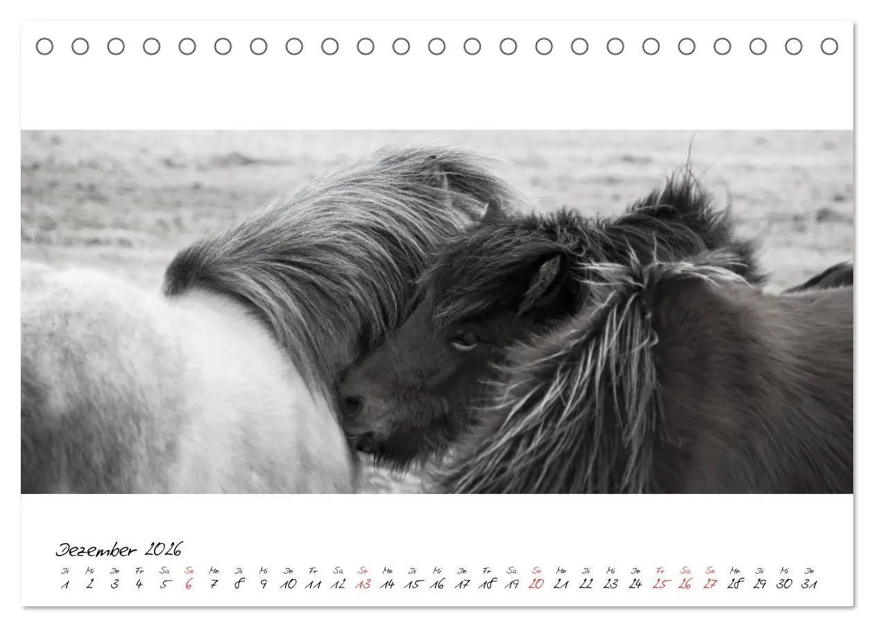 Bild: 9783516162844 | Islandpferde von Brimilsvellir (Tischkalender 2026 DIN A5 quer),...