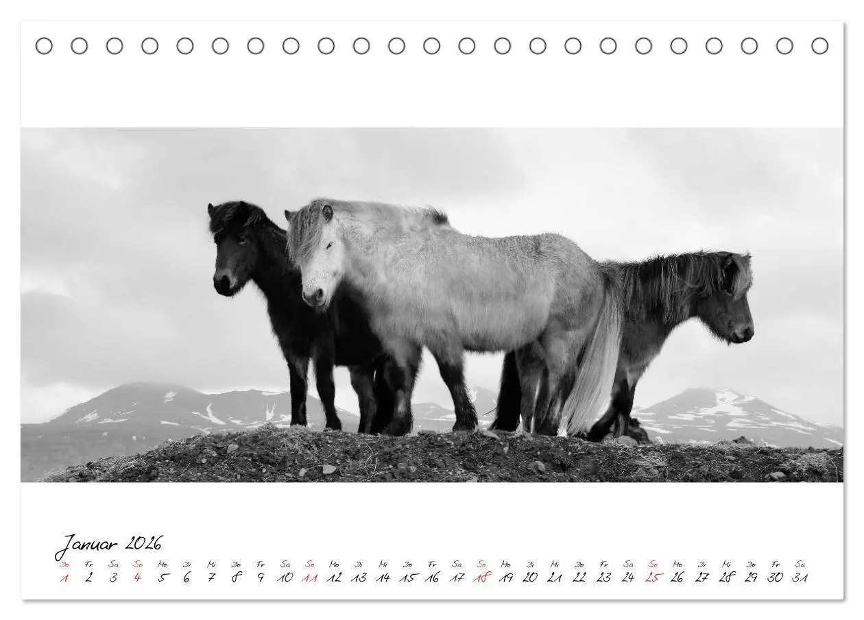 Bild: 9783516162844 | Islandpferde von Brimilsvellir (Tischkalender 2026 DIN A5 quer),...