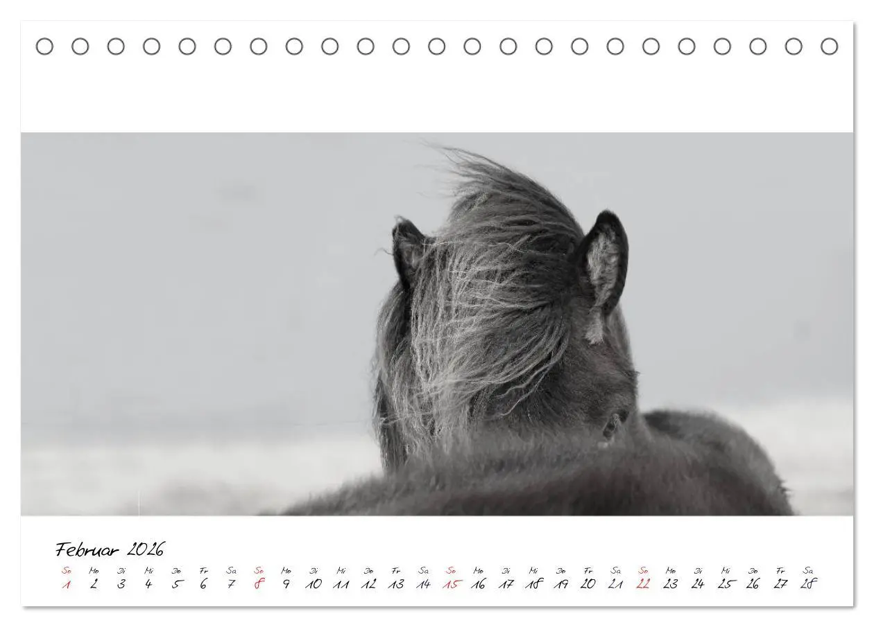 Bild: 9783516162844 | Islandpferde von Brimilsvellir (Tischkalender 2026 DIN A5 quer),...