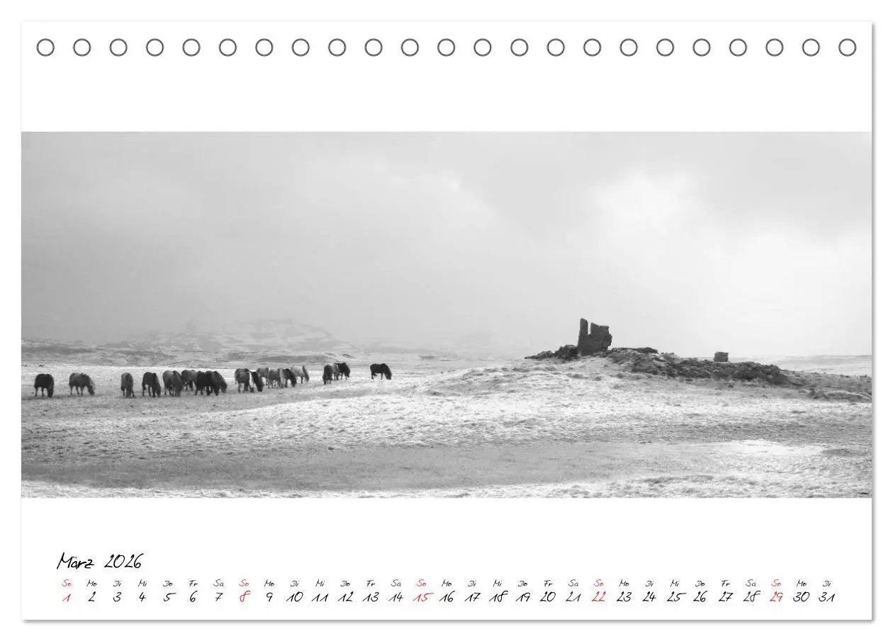 Bild: 9783516162844 | Islandpferde von Brimilsvellir (Tischkalender 2026 DIN A5 quer),...