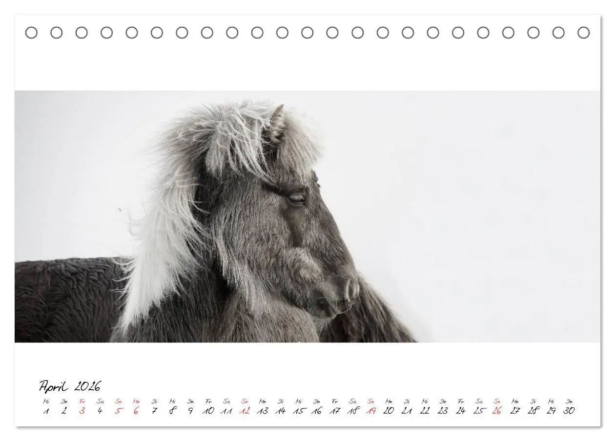 Bild: 9783516162844 | Islandpferde von Brimilsvellir (Tischkalender 2026 DIN A5 quer),...