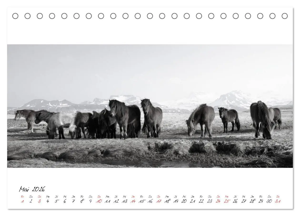 Bild: 9783516162844 | Islandpferde von Brimilsvellir (Tischkalender 2026 DIN A5 quer),...