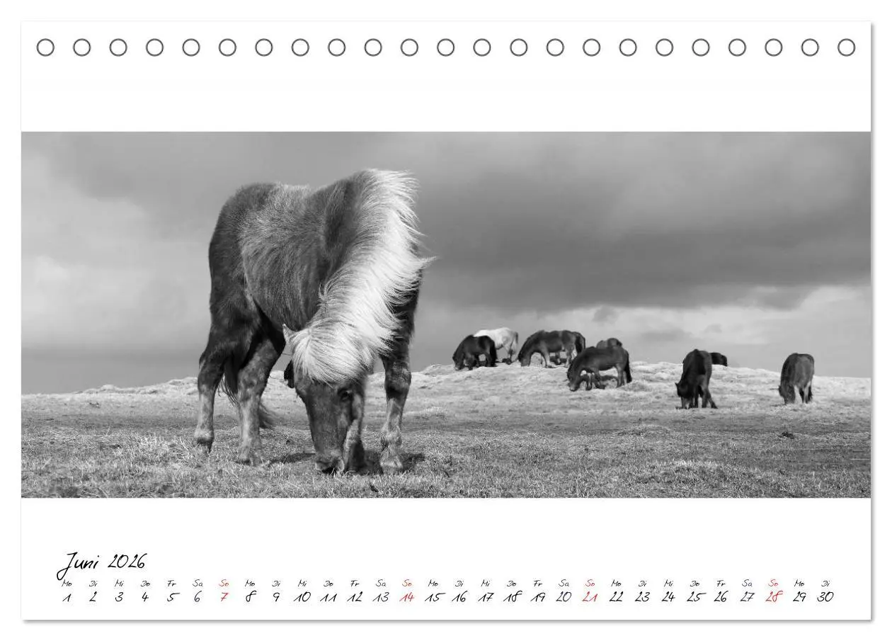 Bild: 9783516162844 | Islandpferde von Brimilsvellir (Tischkalender 2026 DIN A5 quer),...