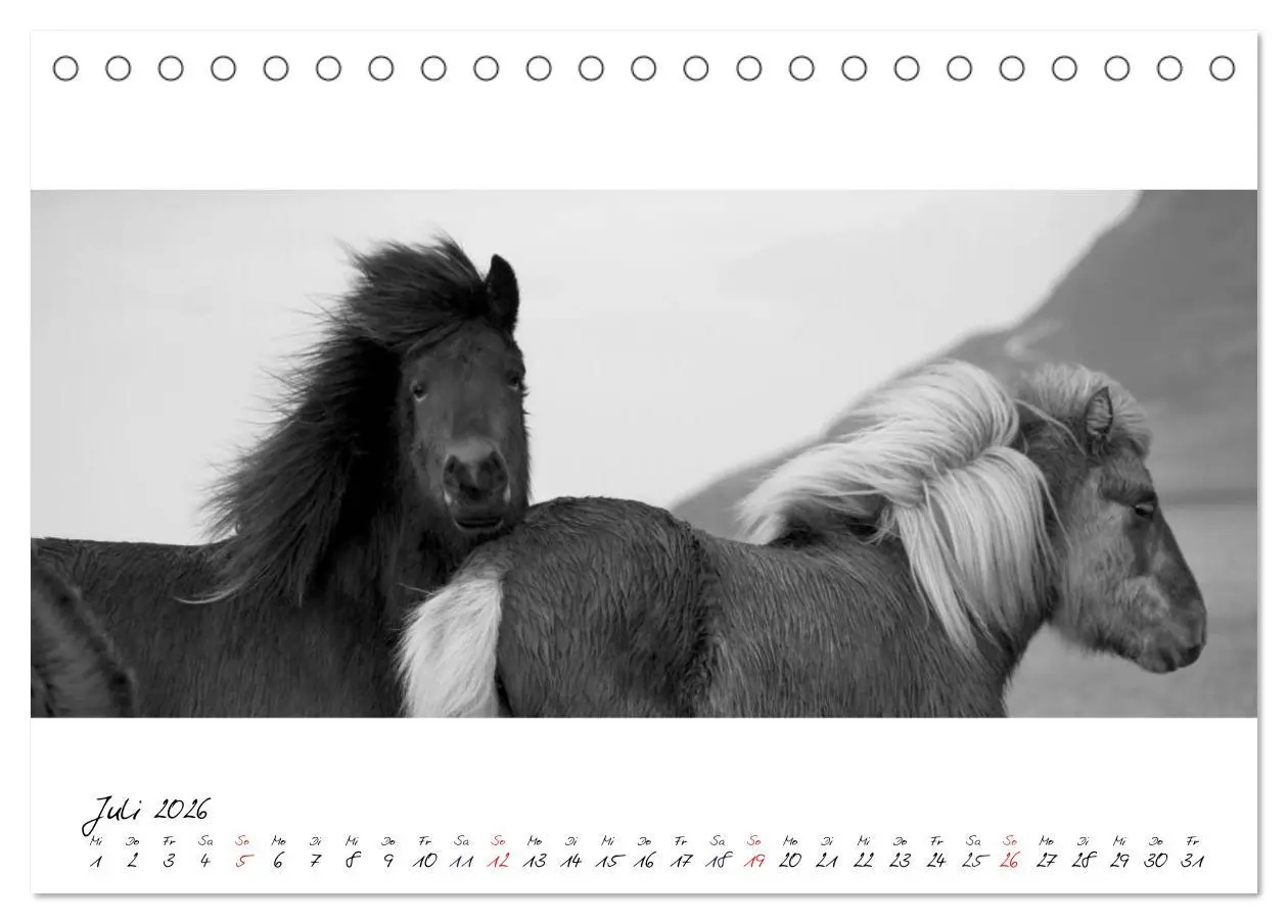 Bild: 9783516162844 | Islandpferde von Brimilsvellir (Tischkalender 2026 DIN A5 quer),...
