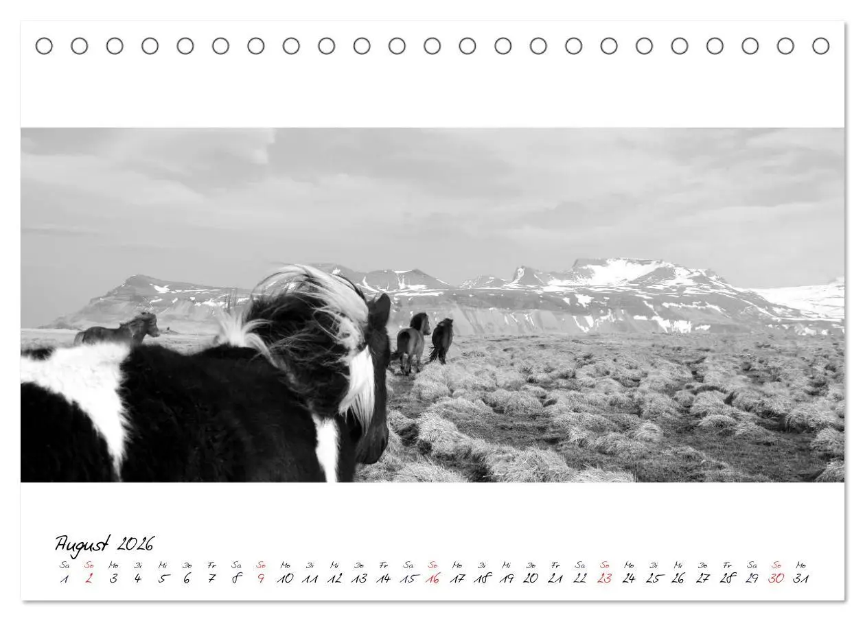 Bild: 9783516162844 | Islandpferde von Brimilsvellir (Tischkalender 2026 DIN A5 quer),...