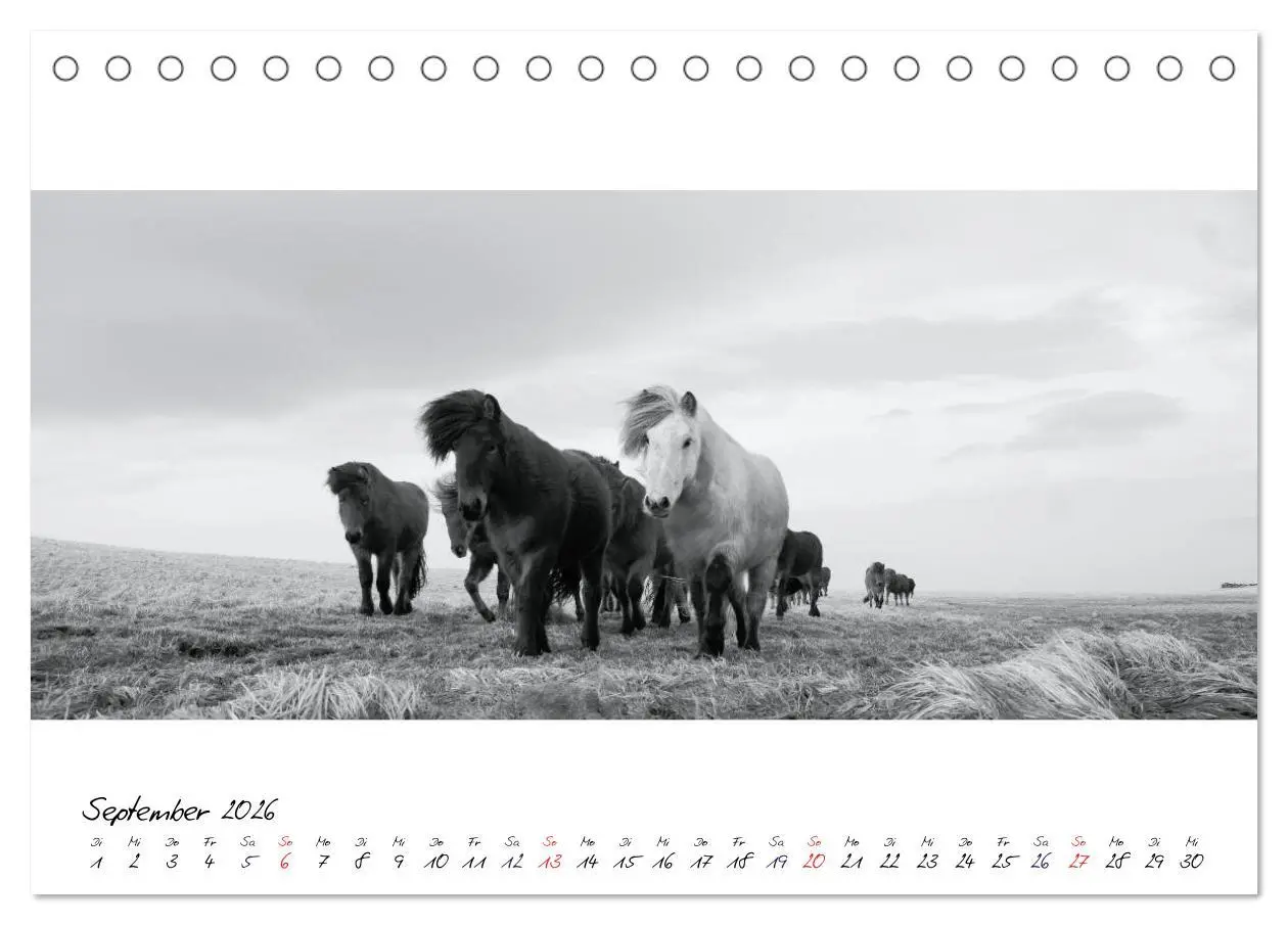 Bild: 9783516162844 | Islandpferde von Brimilsvellir (Tischkalender 2026 DIN A5 quer),...