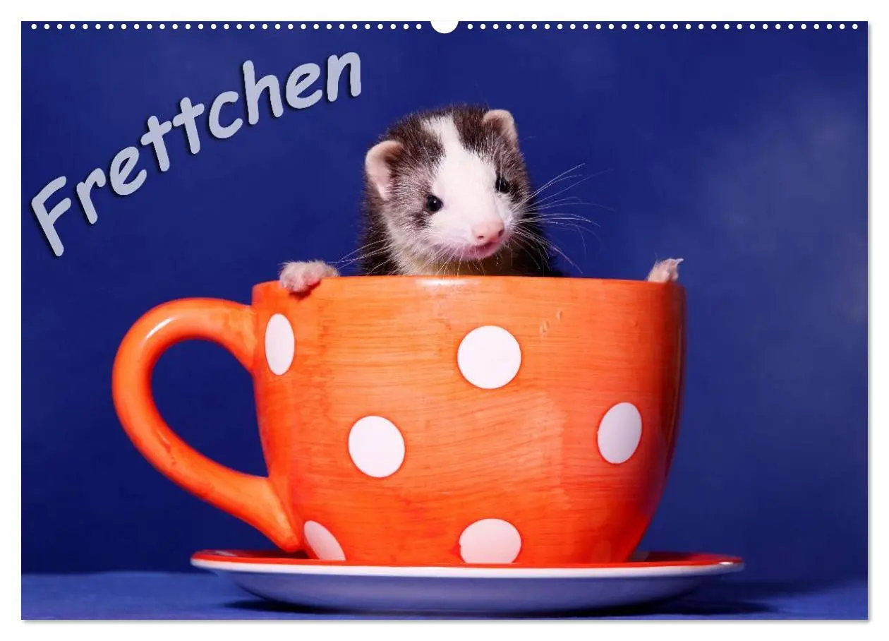 Cover: 9783516232844 | Frettchen - Ferrets (Wandkalender 2026 DIN A2 quer), CALVENDO...