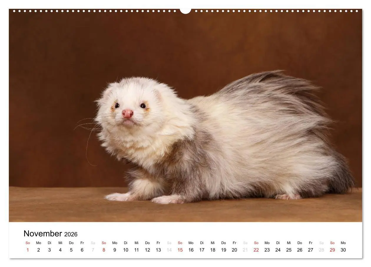 Bild: 9783516232844 | Frettchen - Ferrets (Wandkalender 2026 DIN A2 quer), CALVENDO...