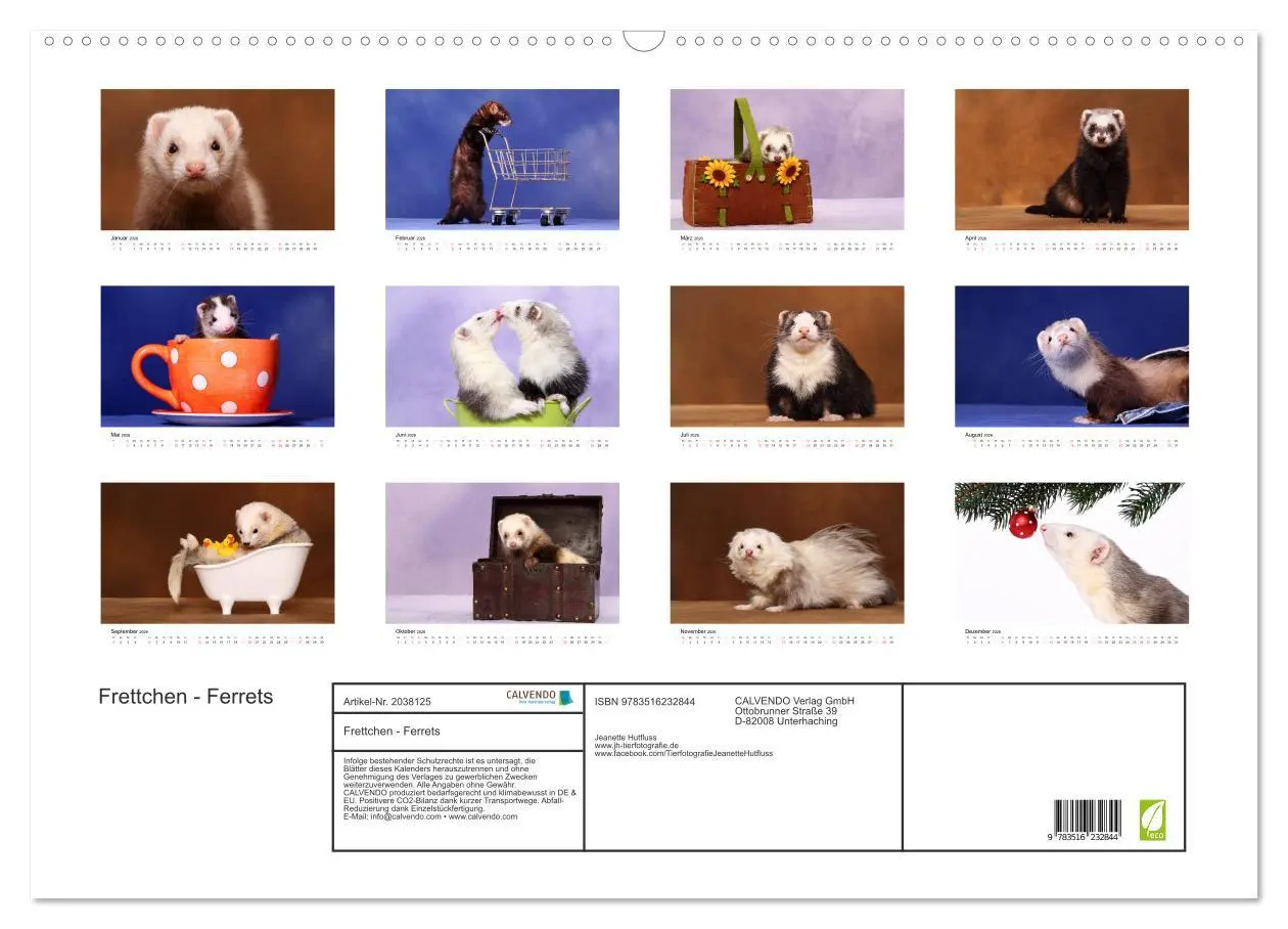 Bild: 9783516232844 | Frettchen - Ferrets (Wandkalender 2026 DIN A2 quer), CALVENDO...