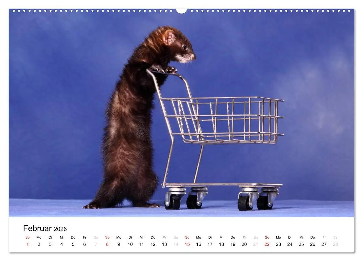 Bild: 9783516232844 | Frettchen - Ferrets (Wandkalender 2026 DIN A2 quer), CALVENDO...