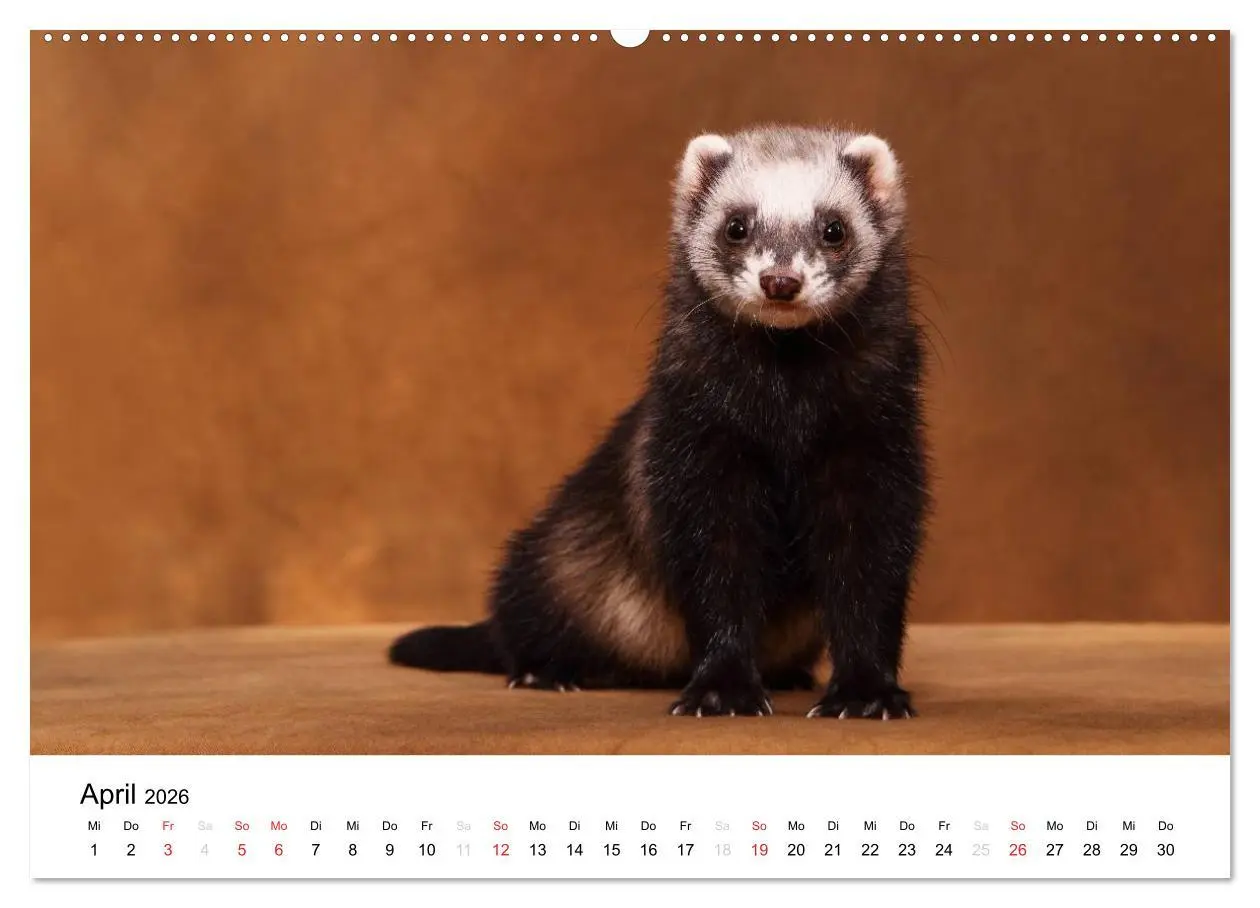 Bild: 9783516232844 | Frettchen - Ferrets (Wandkalender 2026 DIN A2 quer), CALVENDO...