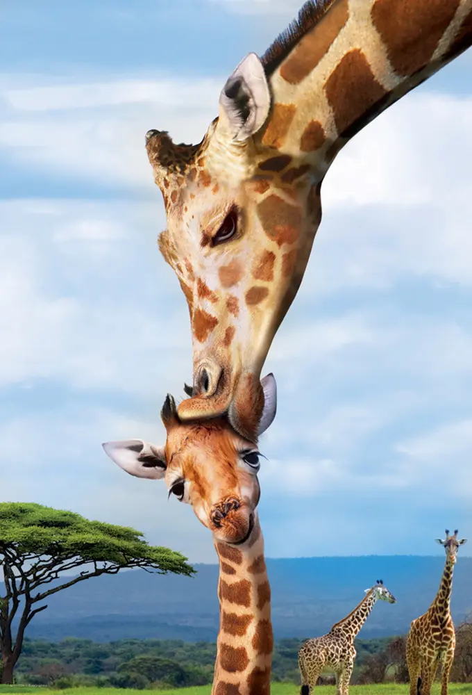 Bild: 628136092944 | Giraffenmutterkuss (Puzzle) | Spiel | In Spielebox | 8251-0294 | 2021