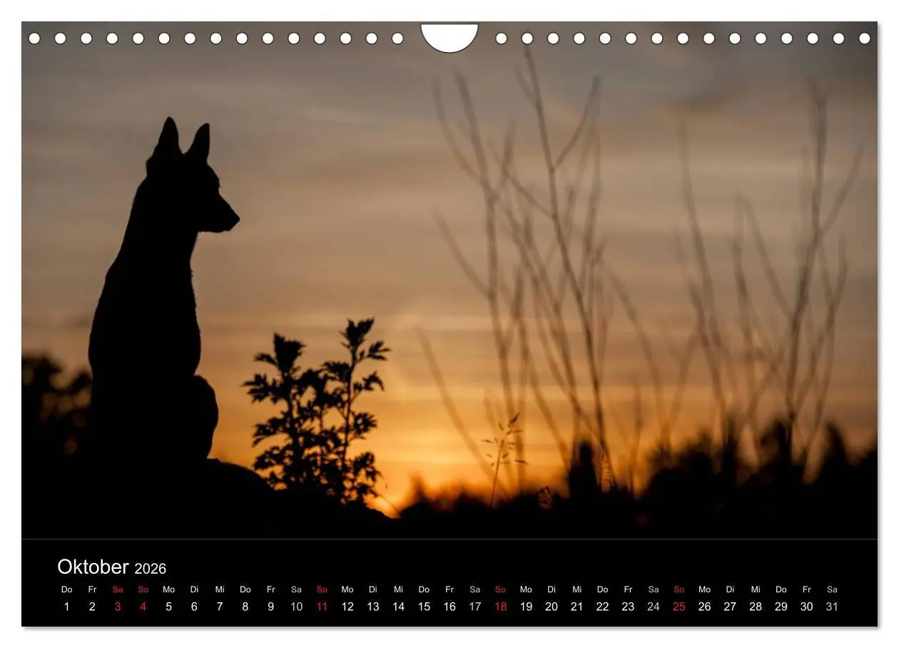 Bild: 9783516082944 | Belgische Schäferhunde - Der Malinois im Licht (Wandkalender 2026...