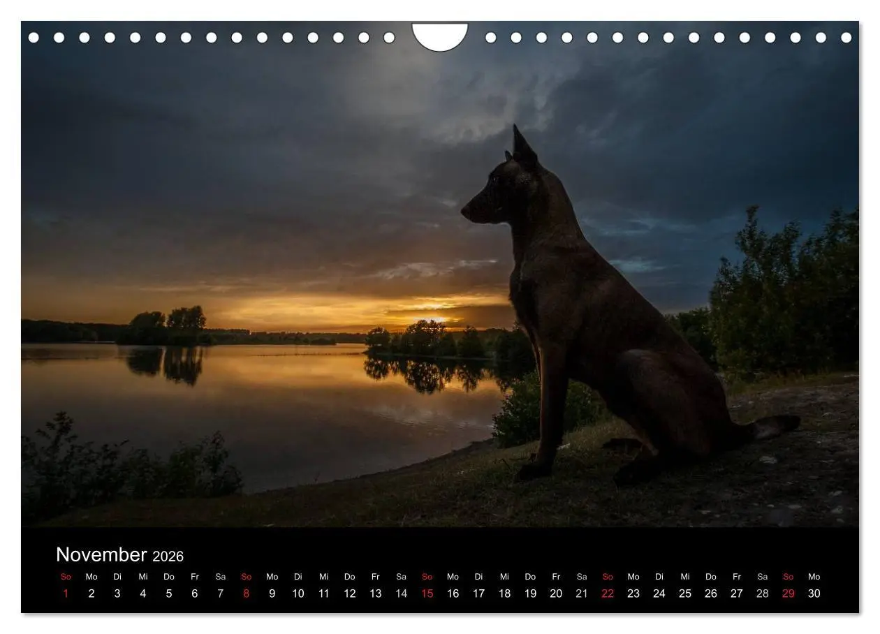 Bild: 9783516082944 | Belgische Schäferhunde - Der Malinois im Licht (Wandkalender 2026...