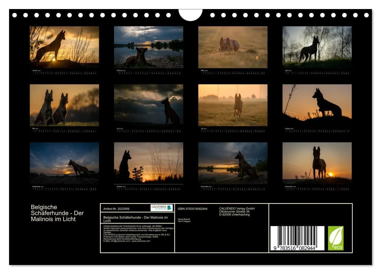 Bild: 9783516082944 | Belgische Schäferhunde - Der Malinois im Licht (Wandkalender 2026...