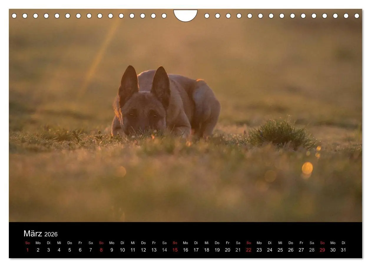 Bild: 9783516082944 | Belgische Schäferhunde - Der Malinois im Licht (Wandkalender 2026...