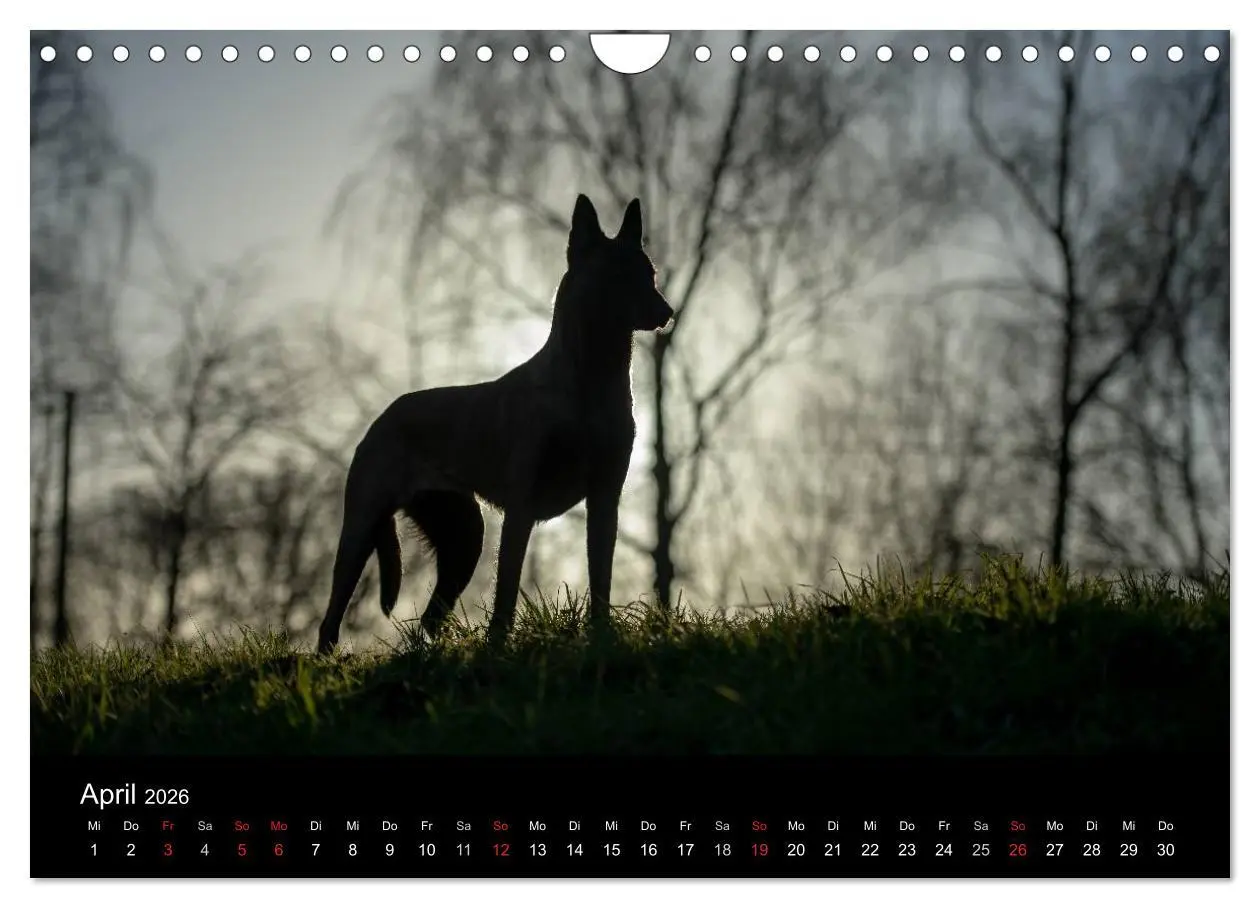 Bild: 9783516082944 | Belgische Schäferhunde - Der Malinois im Licht (Wandkalender 2026...