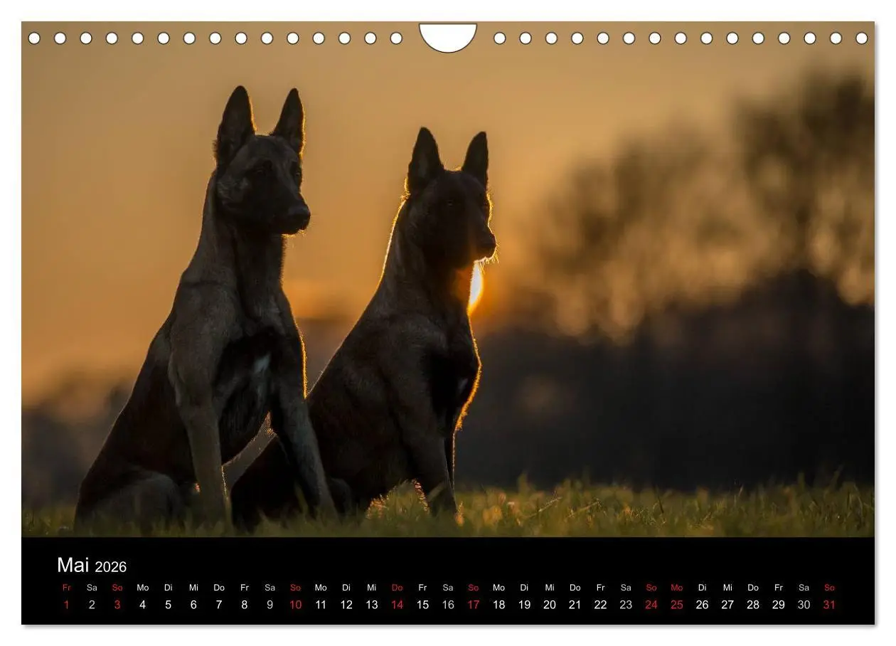 Bild: 9783516082944 | Belgische Schäferhunde - Der Malinois im Licht (Wandkalender 2026...