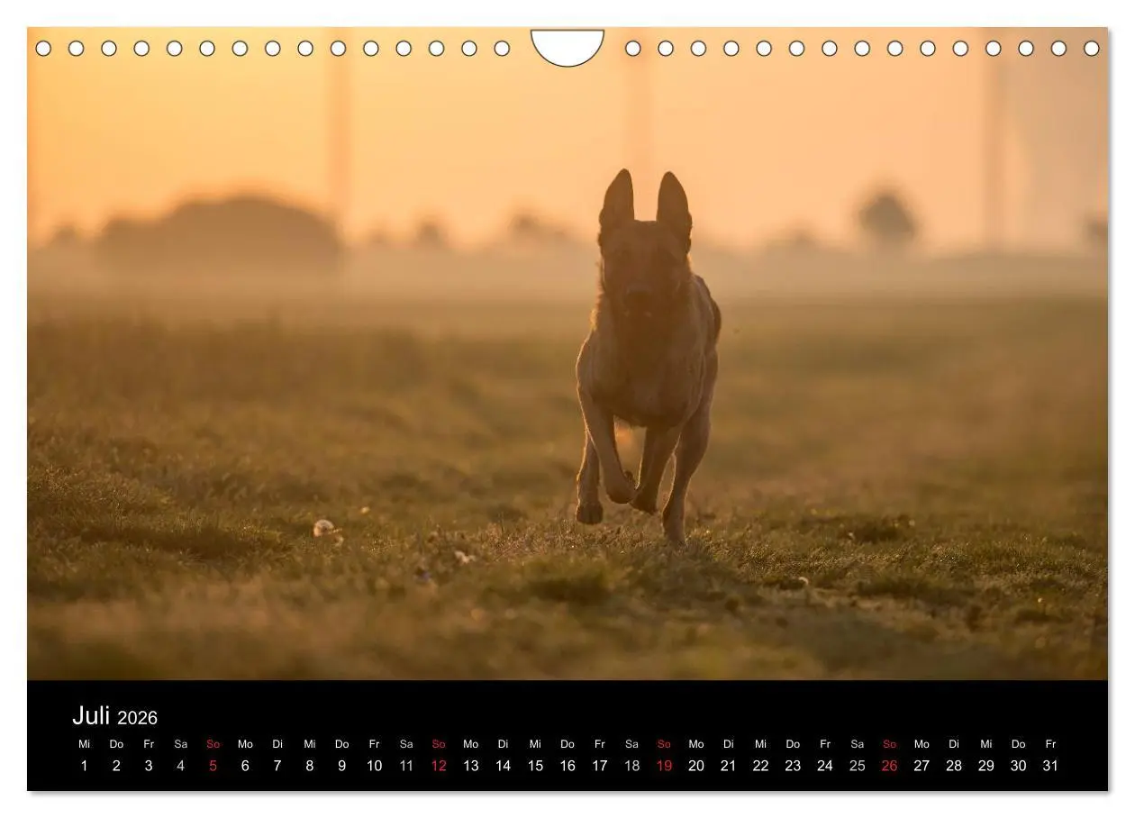 Bild: 9783516082944 | Belgische Schäferhunde - Der Malinois im Licht (Wandkalender 2026...