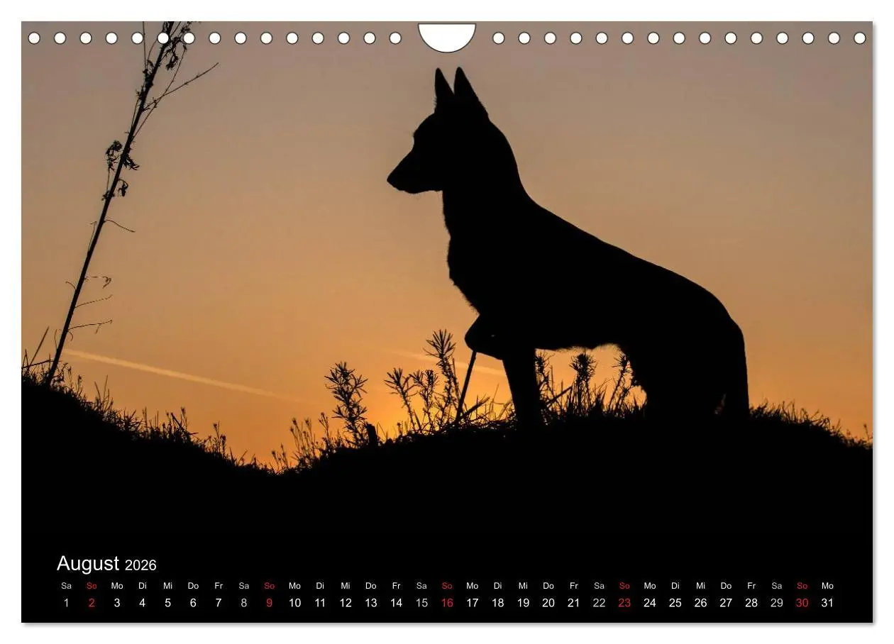 Bild: 9783516082944 | Belgische Schäferhunde - Der Malinois im Licht (Wandkalender 2026...