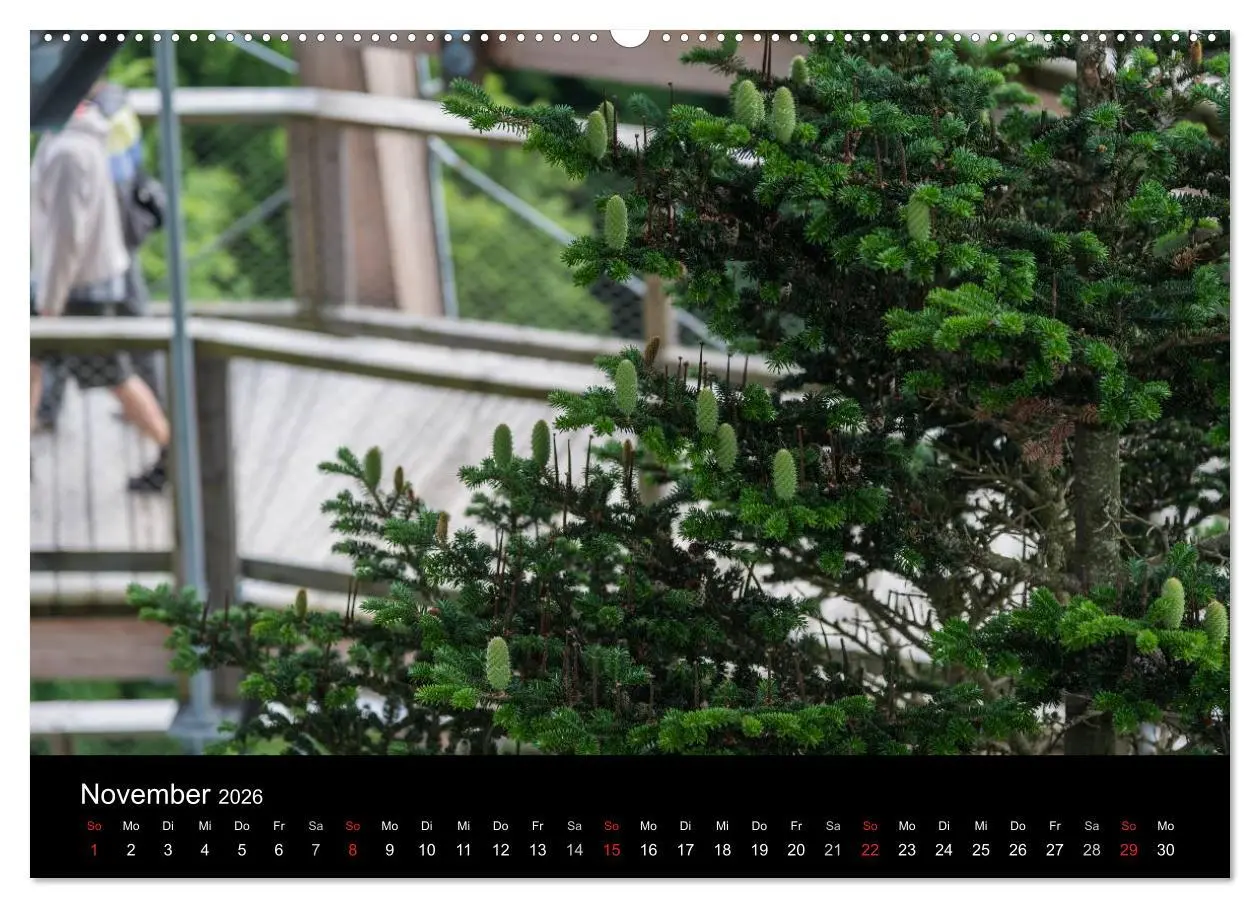 Bild: 9783516152944 | Bayerischer Wald (Wandkalender 2026 DIN A2 quer), CALVENDO...