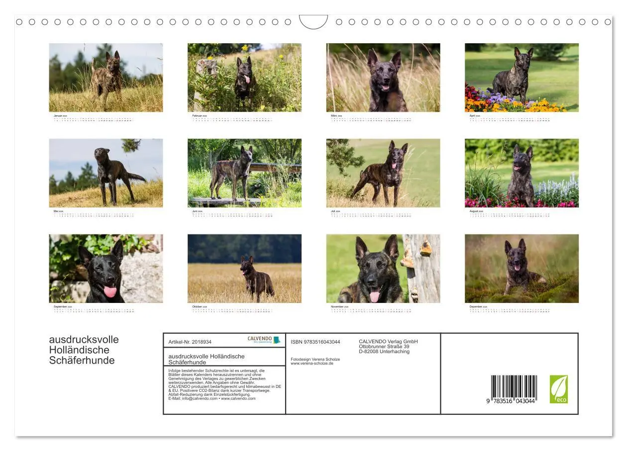 Bild: 9783516043044 | ausdrucksvolle Holländische Schäferhunde (Wandkalender 2026 DIN A3...