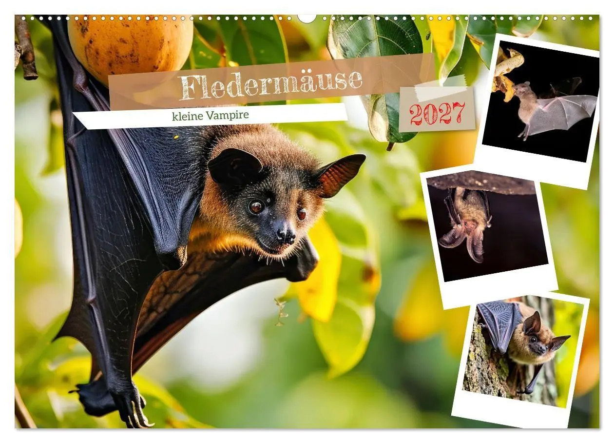 Cover: 9783569053144 | Fledermäuse - kleine Vampire (Wandkalender 2027 DIN A2 quer),...