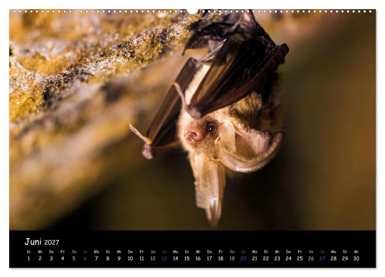 Bild: 9783569053144 | Fledermäuse - kleine Vampire (Wandkalender 2027 DIN A2 quer),...