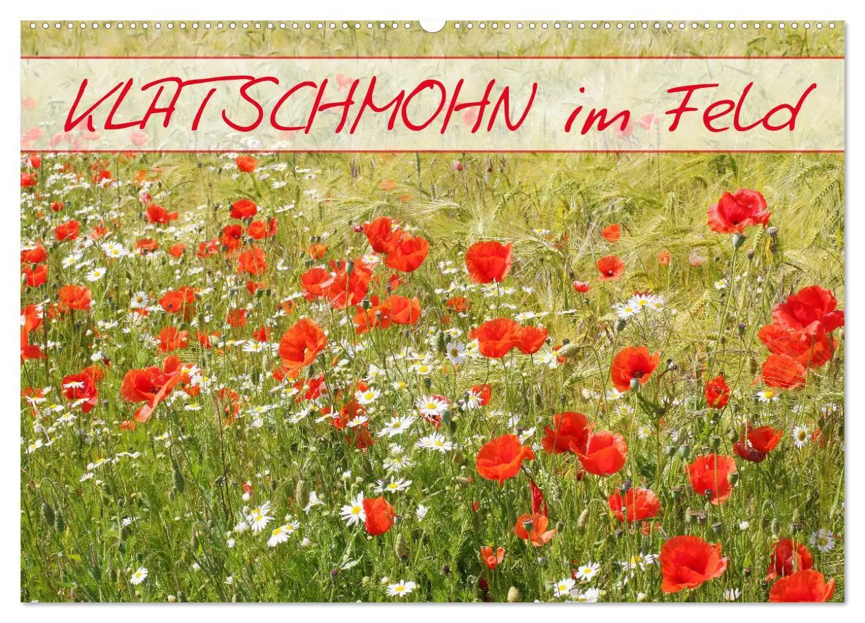 Cover: 9783457933244 | Klatschmohn im Feld (Wandkalender 2026 DIN A2 quer), CALVENDO...