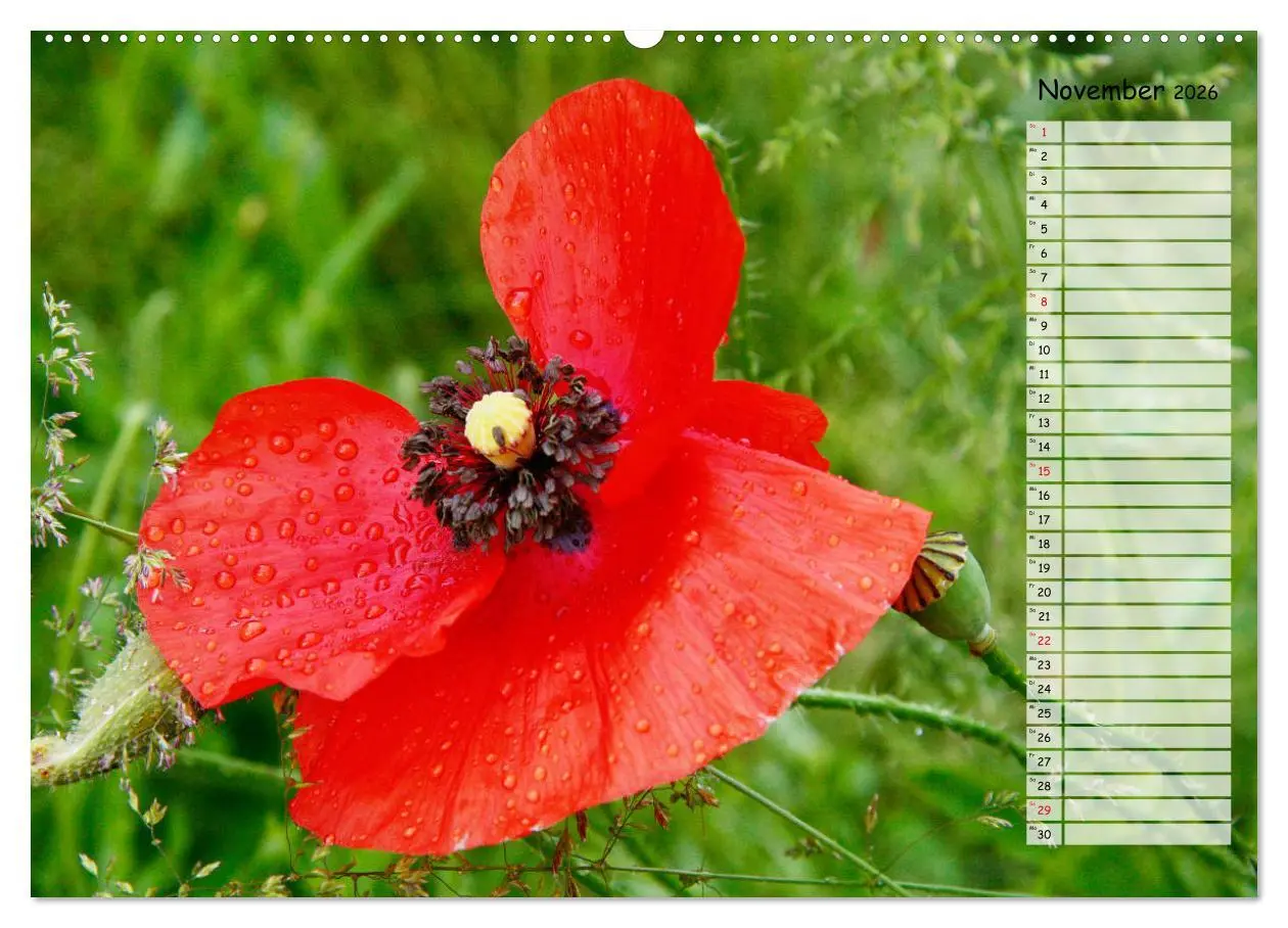 Bild: 9783457933244 | Klatschmohn im Feld (Wandkalender 2026 DIN A2 quer), CALVENDO...