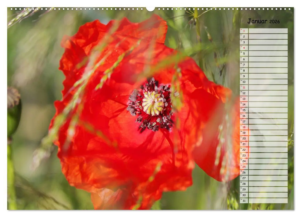 Bild: 9783457933244 | Klatschmohn im Feld (Wandkalender 2026 DIN A2 quer), CALVENDO...