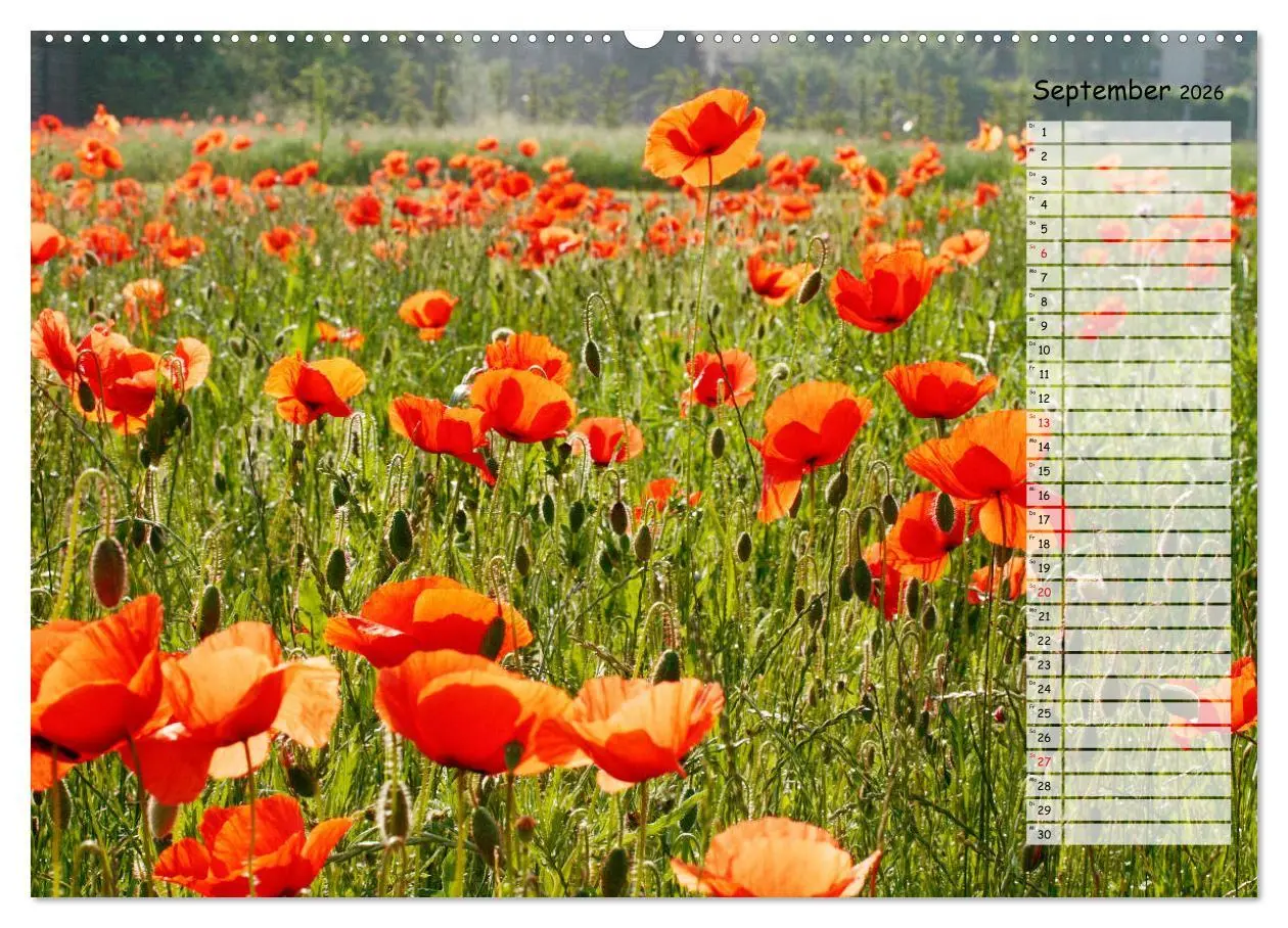 Bild: 9783457933244 | Klatschmohn im Feld (Wandkalender 2026 DIN A2 quer), CALVENDO...